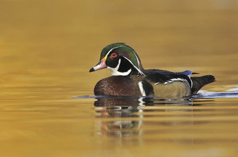 Wood Duck (Aix sponsa) male, British Columbia, Canada