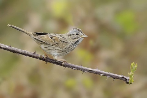 Lincoln's Sparrow (Melospiza lincolnii), British Columbia, Canada