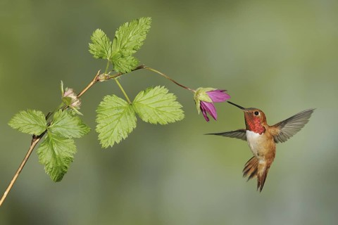 Rufous Hummingbird (Selasphorus rufus) male, British Columbia, Canada