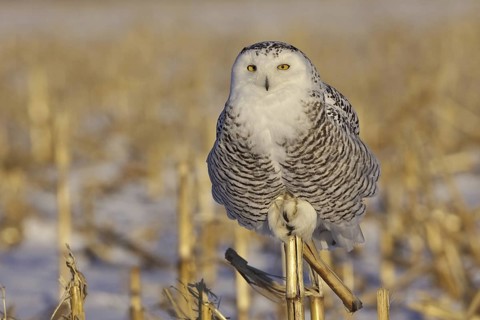 Snowy Owl (Bubo scandiacus) juvenile female, Ontario, Canada