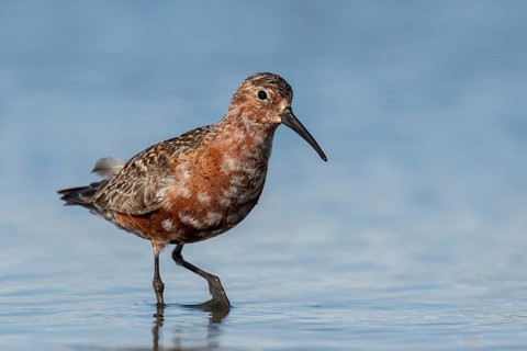 Curlew Sandpiper (Calidris ferruginea), Schleswig-Holstein, Germany