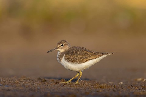 Common Sandpiper (Actitis hypoleucos), North Rhine-Westphalia, Germany