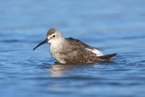 Curlew Sandpiper (Calidris ferruginea), California, USA