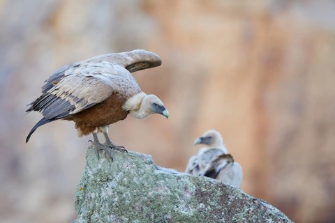 Griffon Vulture (Gyps fulvus) perched on a rock, Spain