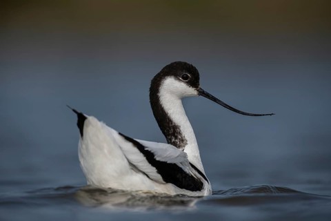 Pied Avocet (Recurvirostra avosetta), Schleswig-Holstein, Germany