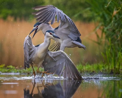 Black-crowned Night Heron (Nycticorax nycticorax) foraging, Kiskunsag National Park, Hungary