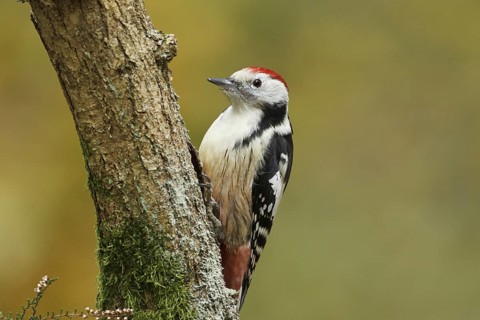 Middle Spotted Woodpecker (Dendrocoptes medius), Rhineland-Palatinate, Germany