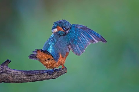 Common Kingfisher (Alcedo atthis) preening, perched on a branch, Saxony-Anhalt, Germany