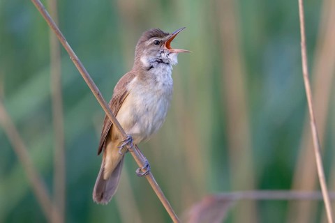 Great Reed Warbler (Acrocephalus arundinaceus) male singing, Saxony, Germany