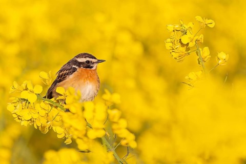 Whinchat (Saxicola rubetra) male in a rape field, Saxony-Anhalt, Germany