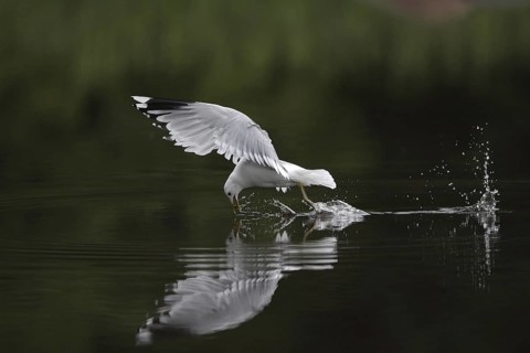 Mew Gull (Larus canus) flying, Sweden