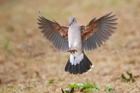 White-tipped Dove (Leptotila verreauxi) flying, Texas, USA