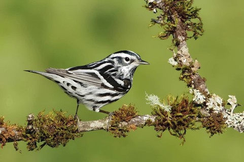 Black-and-white Warbler (Mniotilta varia), Texas, USA