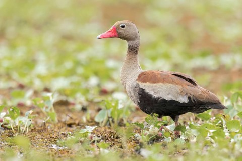Black-bellied Whistling Duck (Dendrocygna autumnalis) in a wetland in the Pantanal of Brazil