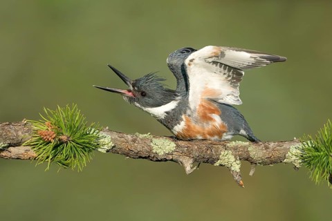 Belted Kingfisher (Megaceryle alcyon) female perched on a branch, Colorado, USA