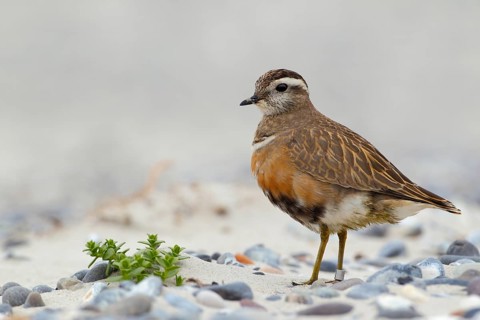 Mornellregenpfeifer, lat. Charadrius morinellus, steht auf dem Kiesstrand im Nordosten der