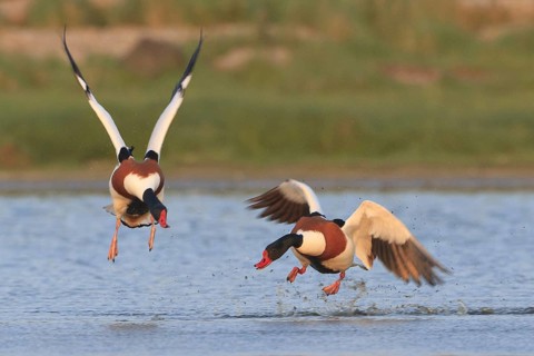 Common Shelduck (Tadorna tadorna) male, Netherlands