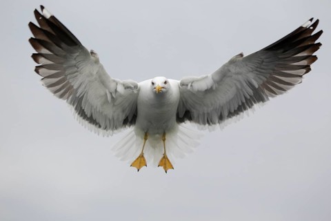 Heringsmöwe; lat. Larus fuscus; im Flug auf der Stelle frontal vor hellgrauem Himmel; Romsdalfjord