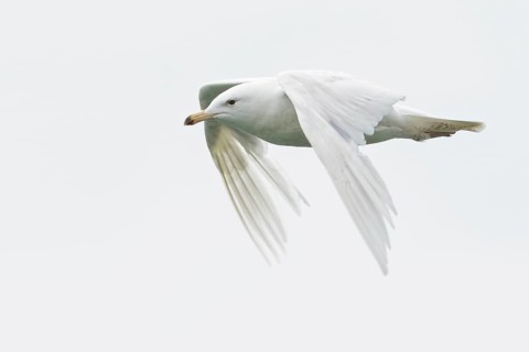 Glaucous Gull (Larus hyperboreus) feeding in the ocean near Nome, Alaska