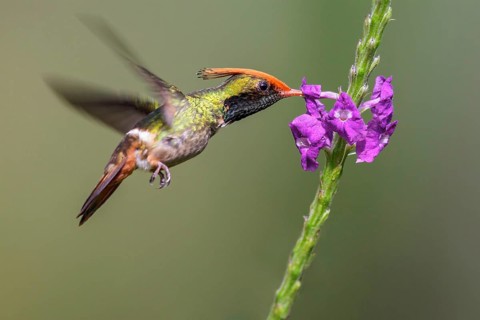 Rufous-crested Coquette (Lophornis delattrei) flying while feeding at a flower in Manu National