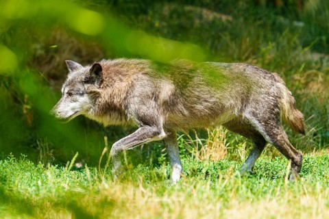 A grey wolf moves cautiously through the tall grass, Timberwolf, wolf, American wolf, (Canis lupus