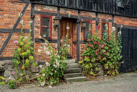 Hollyhocks (Alcea rosea) at a gate in a half-timbered house facing the street in Ystad, Skåne