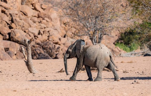 Juvenile African elephant (Loxodonta africana), desert elephant, near the Hoanib River, Damaraland,