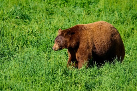 American Black Bear (Ursus americanus), standing in a green meadow surrounded by fresh grass,