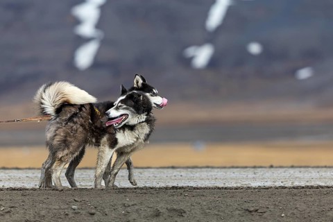 Husky (Canidae) pulling a sled with wheels, Aventdalen, Longyearbyen, Spitsbergen, Svalbard