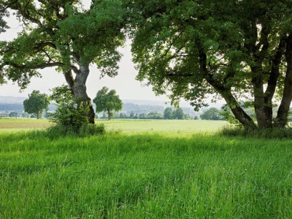 English oak (Quercus robur), standing in meadow, Siebeneichen nature reserve, Freiamt, Canton