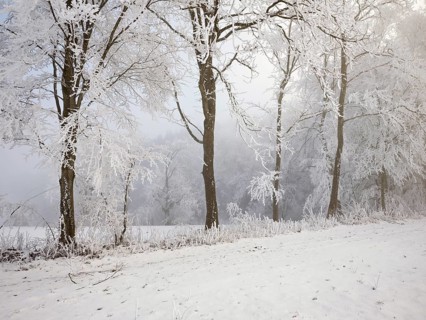 Shrubs and trees in hoarfrost and fog, Horben, Lindenberg, Freiamt, Canton Aargau, Switzerland