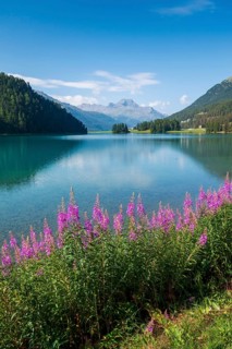 Willowherbs in bloom, behind Piz da la Margna, Lake Sils, Engadin, Grisons, Switzerland