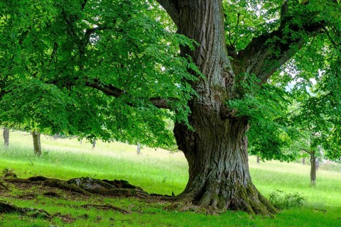 Seven lime trees, a natural monument in the Buchleite nature reserve, Markt Berolzheim, Altmühltal,