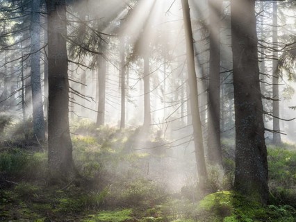 Natural spruce forest with morning fog, sunbeams break through the fog, at the Dreisesselberg,