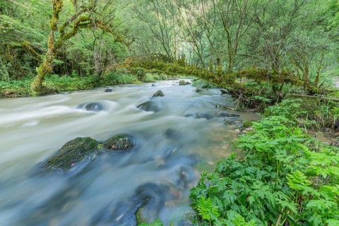 A river flows through a lively forest with smooth rocks that are partially submerged in the water.