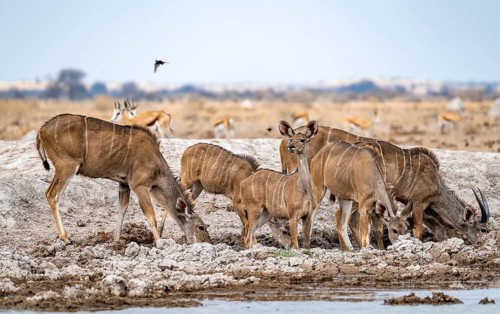 Greater kudu (Tragelaphus strepsiceros), herd, drinking at waterhole, Nxai Pan National Park,