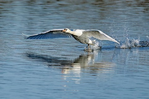 Mute swan (Cygnus olor), on landing approach, Flachsee nature reserve, Freiamt, Canton Aargau,