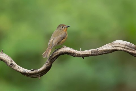 Hill Blue Flycatcher (Cyornis banyumas) female, Yunnan, China