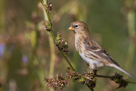 Lesser Redpoll - Alpen-Birkenzeisig - Carduelis cabarett, Germany