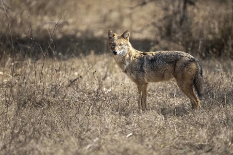 Golden jackal (Canis aureus), Bandhavgarh National Park, Bahannara, Manpur, Madhya Pradesh, India