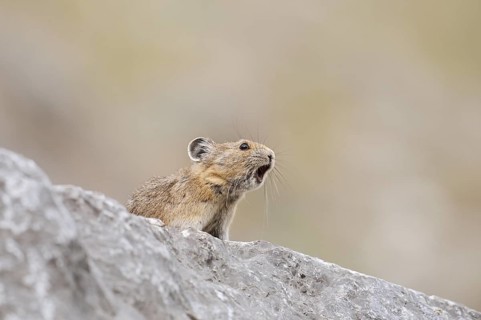 American pika (Ochotona princeps) sits calling on a rock, Jasper National Park, Alberta, Canada