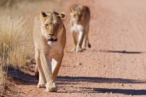 African lions (Panthera leo), two adult lionesses, walking on a dirt road, animal portrait,