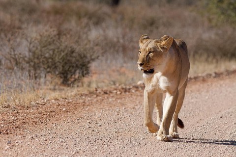 African lion (Panthera leo), lioness, adult female walking on a dirt road, Kgalagadi Transfrontier