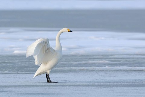 Tundra Swan (Cygnus bewickii) standing on a frozen body of water, on a patch of ice, flapping its