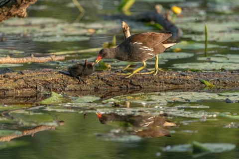 A common moorhen (Gallinula chloropus) provides food for its two-week-old young owl. Bas rhin,