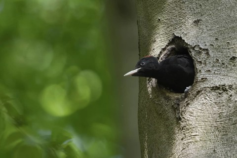 Soon to fledge... Black woodpecker (Dryocopus martius), young female black woodpecker, short red