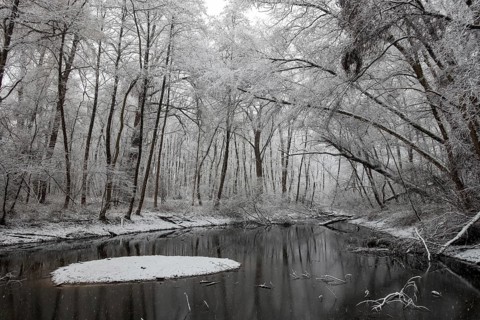 Standing water in riparian forest in winter, late onset of winter in North Rhine-Westphalia, heavy
