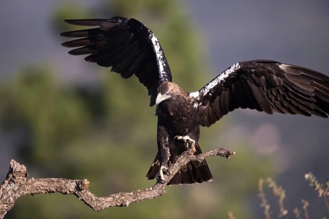Iberian Eagle (Aquila adalberti), Spanish imperial eagle, Extremadura, Castilla La Mancha, Spain