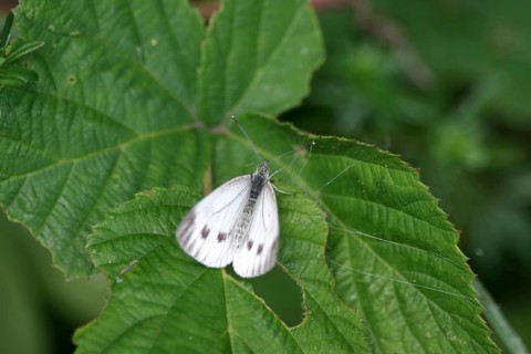 White butterfly (Pieris napi), female, white, leaf, The butterfly sits with spread wings on a green