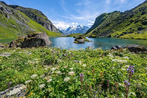 Sea of flowers at a mountain lake with view of mountain peaks, Lac du Louvie with summit Grand